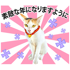 星 猫（ネコ）
