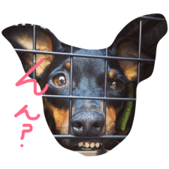 ミニピンロッティ