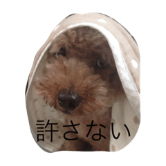 トイプー姉さん