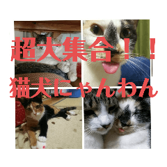 超大集合！！猫犬にゃんわん