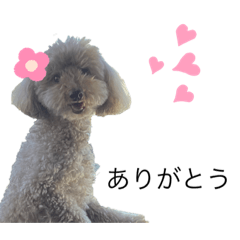 トイプーのみるくちゃん