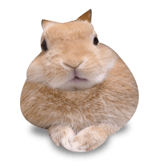 写真★使えるうさぎスタンプ