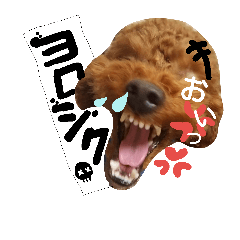 うちのわんこ！！