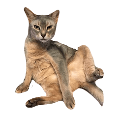 すすめ！猫カン吉