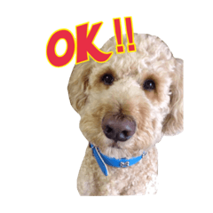 スタンダードプードルコロナ