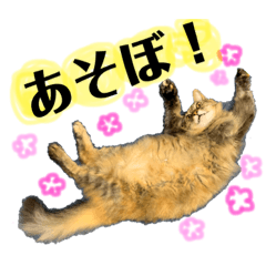 マロンちゃんです♡