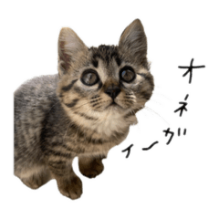 メイちゃんの使いやすいスタンプ