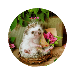 ハリネズミスタンプ㌥！