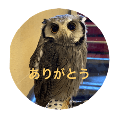 営業部鳥“こはく”スタンプ