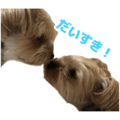 ふさふさなイヌ