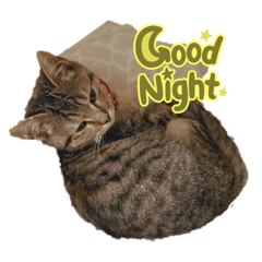 むぎちゃんstanp