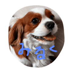 キャバリアみるくのスタンプ⭐️