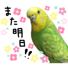 インコちゃん@4