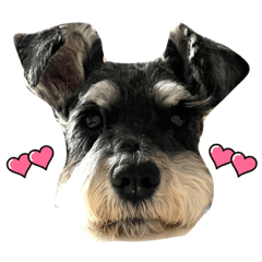 宝（ほう）くん