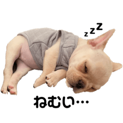 愛犬フレンチブルドッグのハヌルちゃん