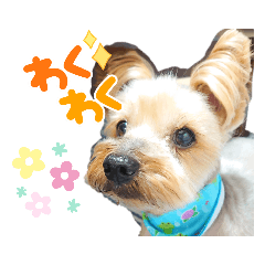 ショコラ君すたんぷセット