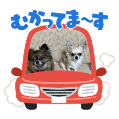 チワワ姉妹はなるな