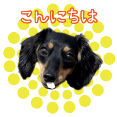 ぶぅちゃんスタンプ.