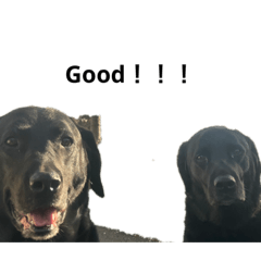 くろちゃん号2！！