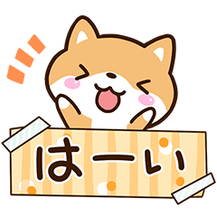 可愛い☆まめシバ