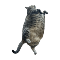 山城セルゲイジョンマクレ-ンチロル恵美子