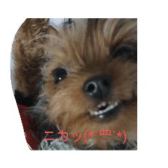 愉快なお犬様たち4