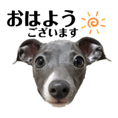 イタリアングレーハウンドのなぎさ