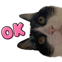 ハチワレスタンぷ3