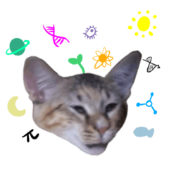 飛睇（フェイディ）2