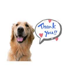 ゴールデンのウィンディー