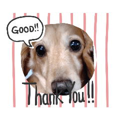 カニンヘンダックスのベルレくん