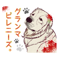 グランマピレニーズ。