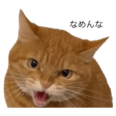 闘魂かべちゃんず