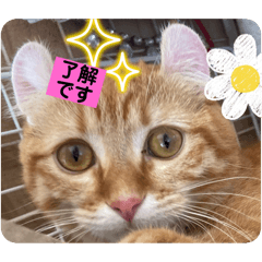 キンカローのぽんず