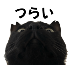 吾輩はにゃーちゃん。