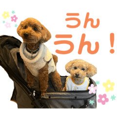 トイプードルのもんとぬっくの日常使い