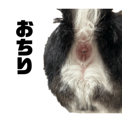 デカチワワの権蔵