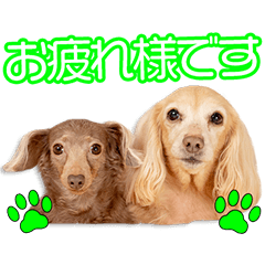 桑原家のグラ＆モモちゃん