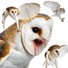 ガチのエッホエッホメンフクロウ