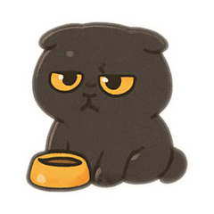 Scottish Fold cat V4 Black coat gold eye