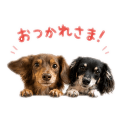 ロイチャロの日常①