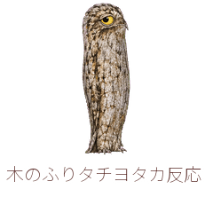 木のふりタチヨタカ反応