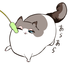 太めな猫のラグドールさん