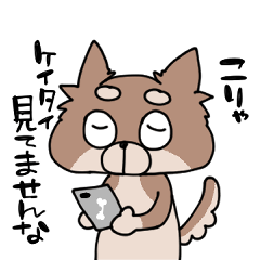 チワワのここち