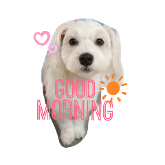 マルジャックのまるこ