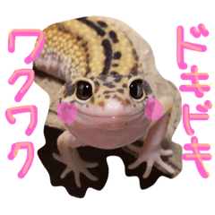 レオパのしずくちゃん☆