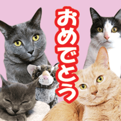 あゆみNちのわんにゃんスタンプ