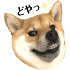 柴犬ロビンのご機嫌スタンプ②