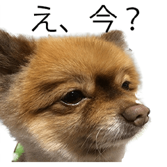 コロちゃんほのぼのスタンプ