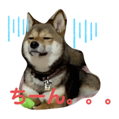 豆柴4パピーから立派に成長中